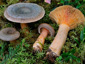 Lactarius fennoscandicus