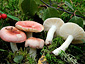 Russula betularum