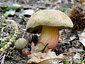 Boletus calopus