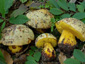 Boletus torosus