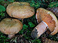 Lactarius deterrimus