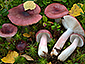 Russula gracillima