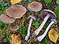 Cortinarius lepidopus