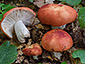 Russula nobilis