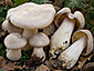 Entoloma sinuatum