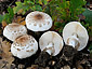 Chlorophyllum brunneum