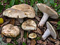 Russula ilicis