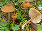 Entoloma formosum