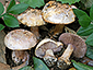 Cortinarius subgracilis