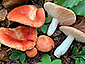 Russula nobilis