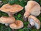 Lactarius tesquorum