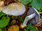 Cortinarius dionysae