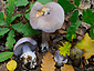 Cortinarius moenne-loccozii