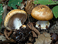 Cortinarius saporatus