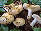 Russula globispora
