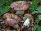 Russula romellii