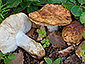 Russula fragrantissima