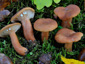 Lactarius lacunarum