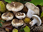 Russula densifolia
