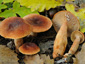 Lactarius fulvissimus