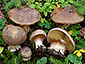 Cortinarius cupreorufus