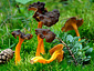 Craterellus lutescens