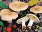 Lactarius chrysorrheus