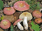 Russula decipiens