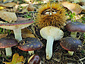 Russula atropurpurea