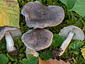 Tricholoma orirubens