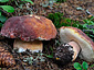 Boletus pinophilus