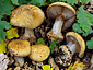 Cortinarius olidovolvatus