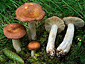 Russula favrei