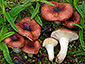 Russula tyrrhenica