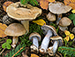 Cortinarius dionysae