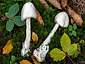 Amanita virosa