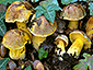 Boletus poikilochromus