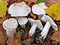 Tricholoma columbetta