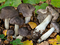 Tricholoma orirubens