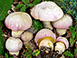 Boletus pulchrotinctus