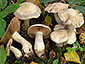 Cortinarius turgidus