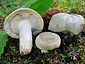 Russula virescens