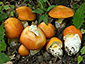 Amanita caesarea