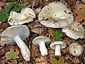 Russula faustiana