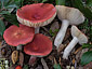 Russula persicina var. rubrata