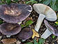 Russula grisea