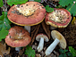 Russula decipiens