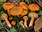 Lactarius aurantiacus