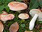 Russula velutipes