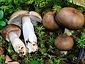 Russula consobrina